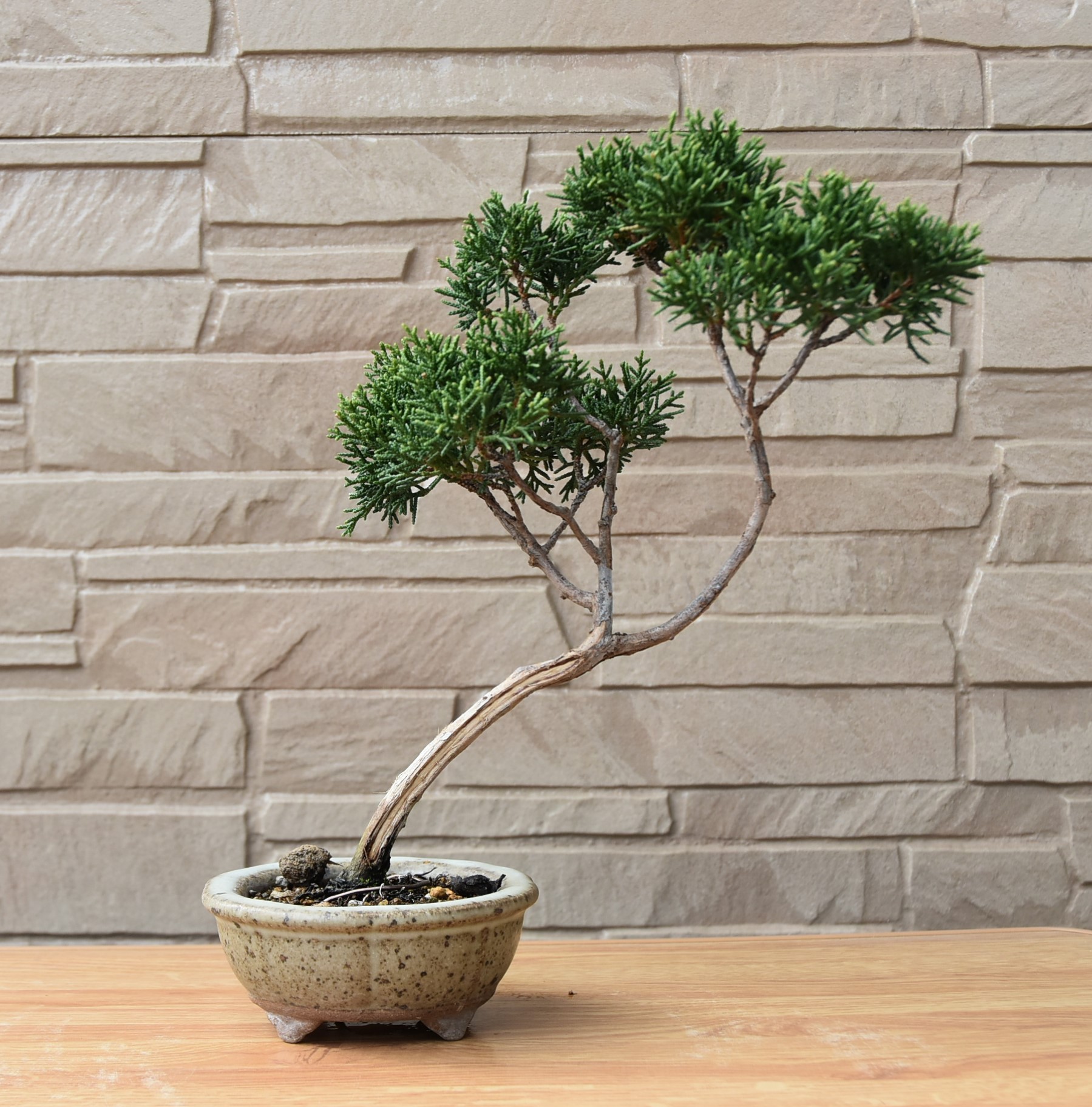 梅化石 菊化石 石盆栽 松盆栽 向日葵鑑賞石盆石水石suiseki 梅化石 菊