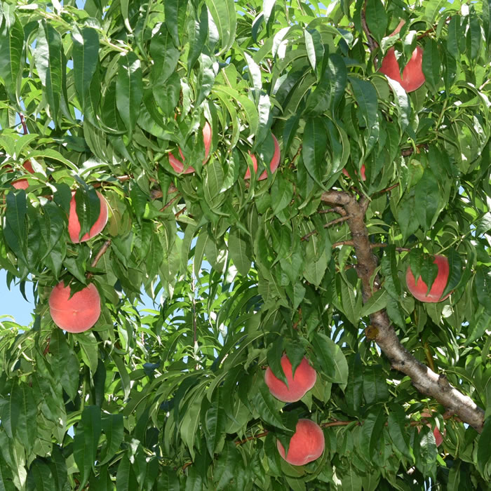 山梨百貨店 / 【送料無料】 桃 1.4kg箱 (4～5玉) 中澤さんの桃 山梨県