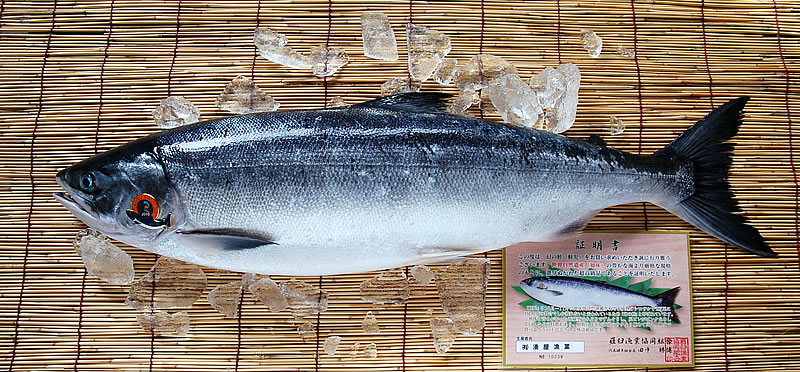 ケイジ (サケ) | 市場魚貝類図鑑 希少 鮭児 ケイジ 幻の魚 ピンバッジ