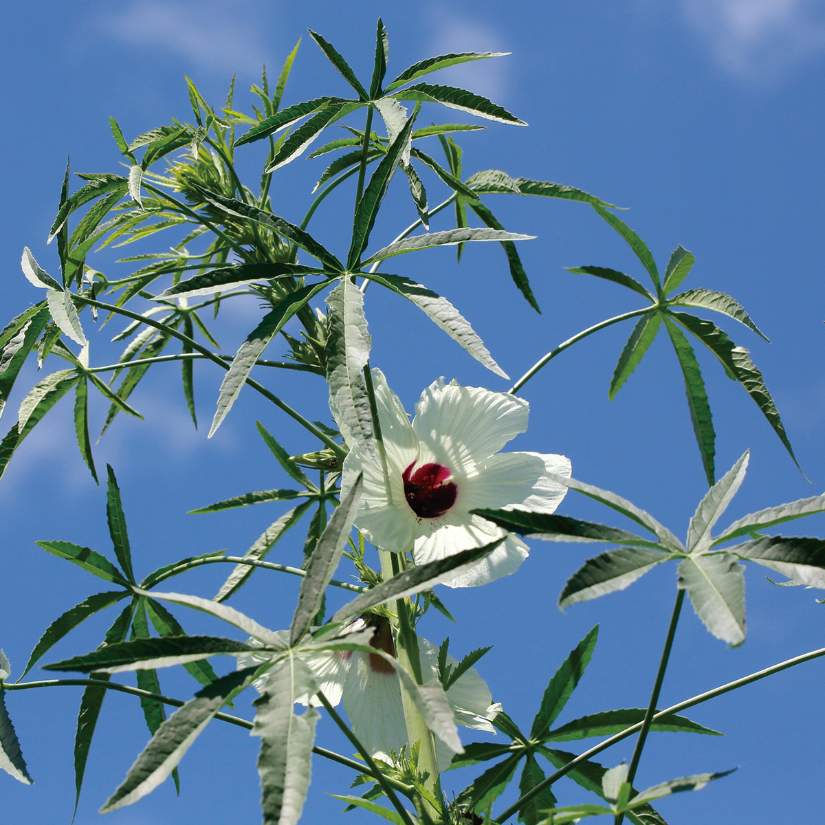 新・ハムスターの巣づくり職人 徳用（105g） | 株式会社スドー｜観賞魚