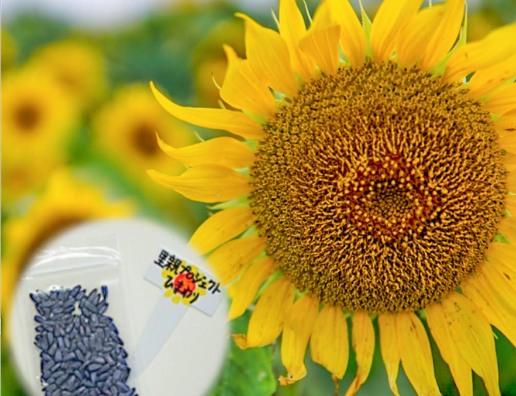 参加する｜日本をひまわりでつなぐ