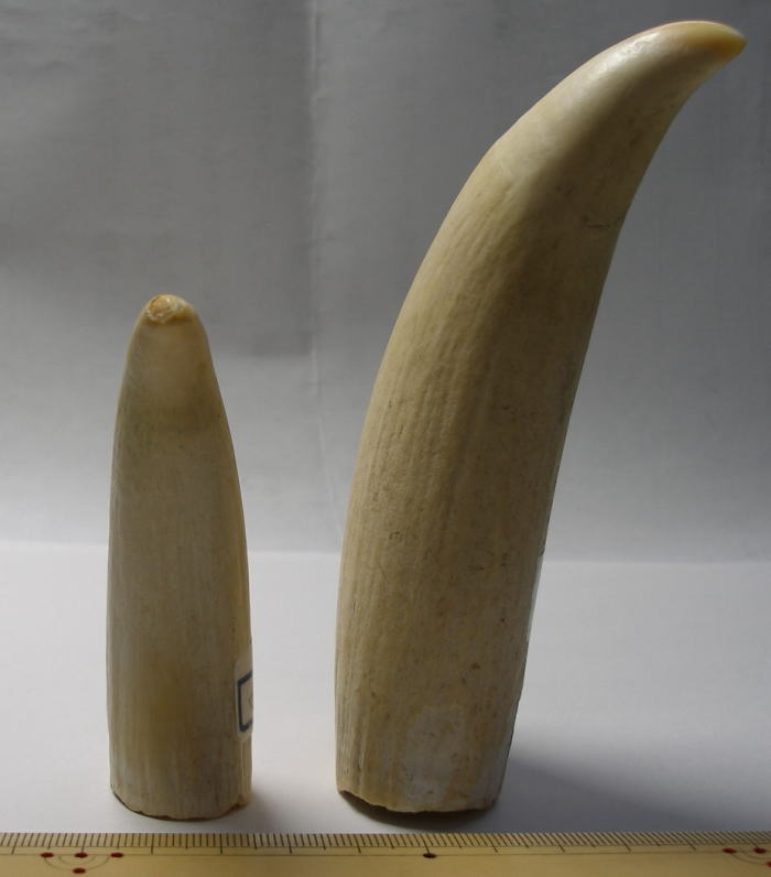 鯨の歯 牙 マッコウクジラ 重量約218g 杖材 鯨の歯 牙 マッコウクジラ