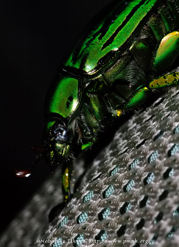 オウゴンテングアゲハ♂標本 北ベトナム産☆大型美麗個体 昆虫標本☆L.