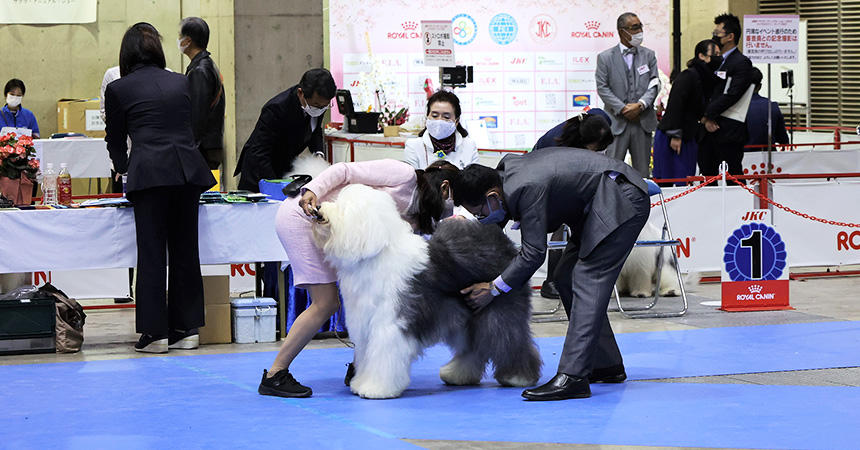 ドッグショー | ギャラリー | 千葉県のブリーダーならMagnolia Dog