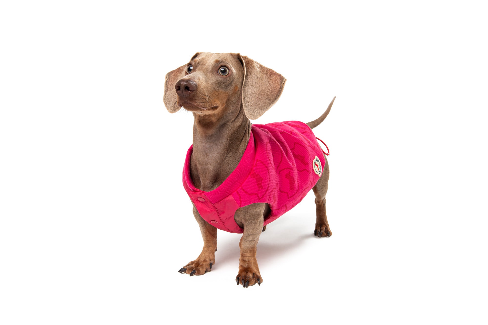 POLDO X MONCLER – Poldo Dog Couture