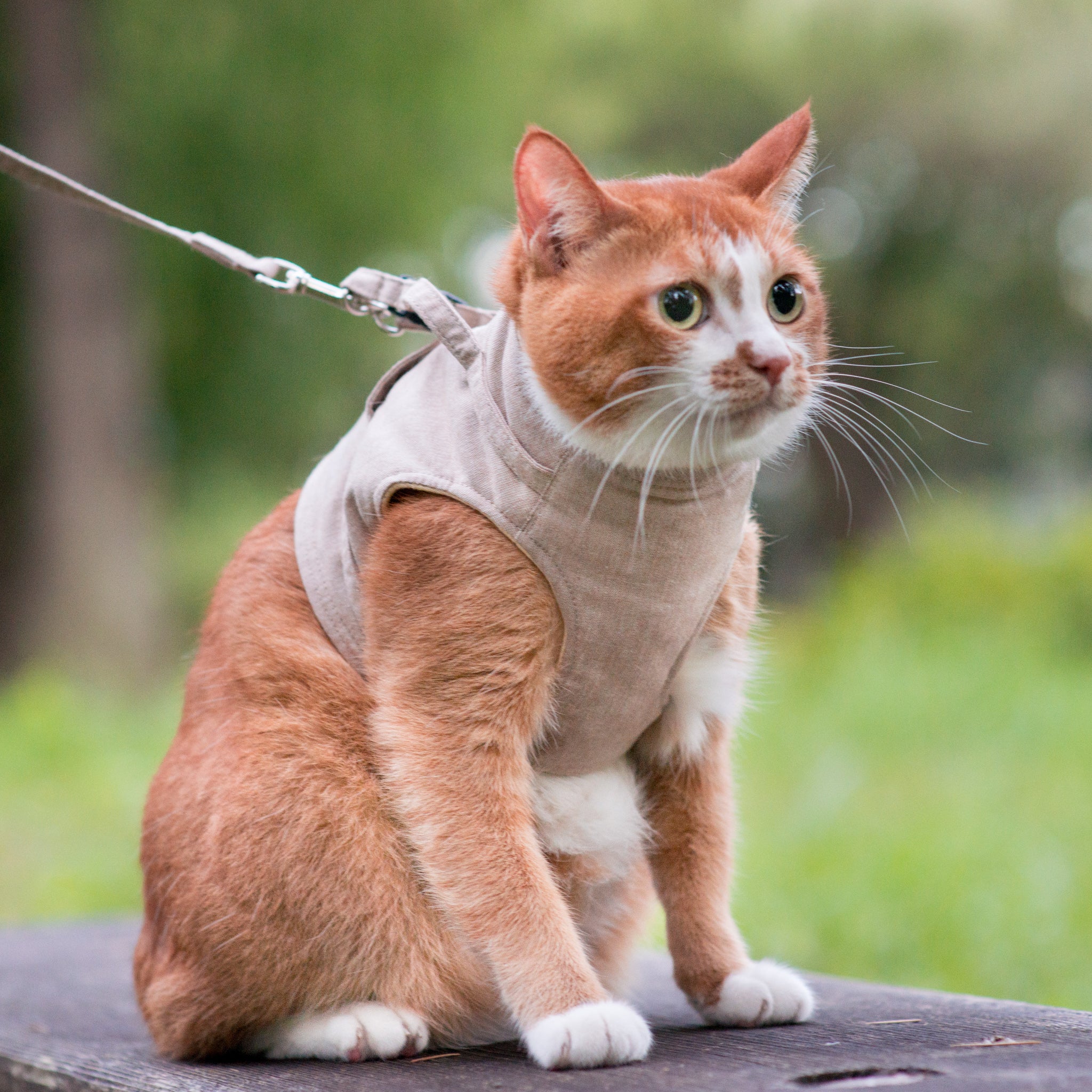 胸当てタイプハーネス(クリームローズ)&リードセット、わんちゃん猫