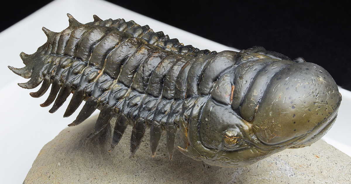 モロッコ産三葉虫｜恐竜・化石グッズの専門店 ふぉっしる