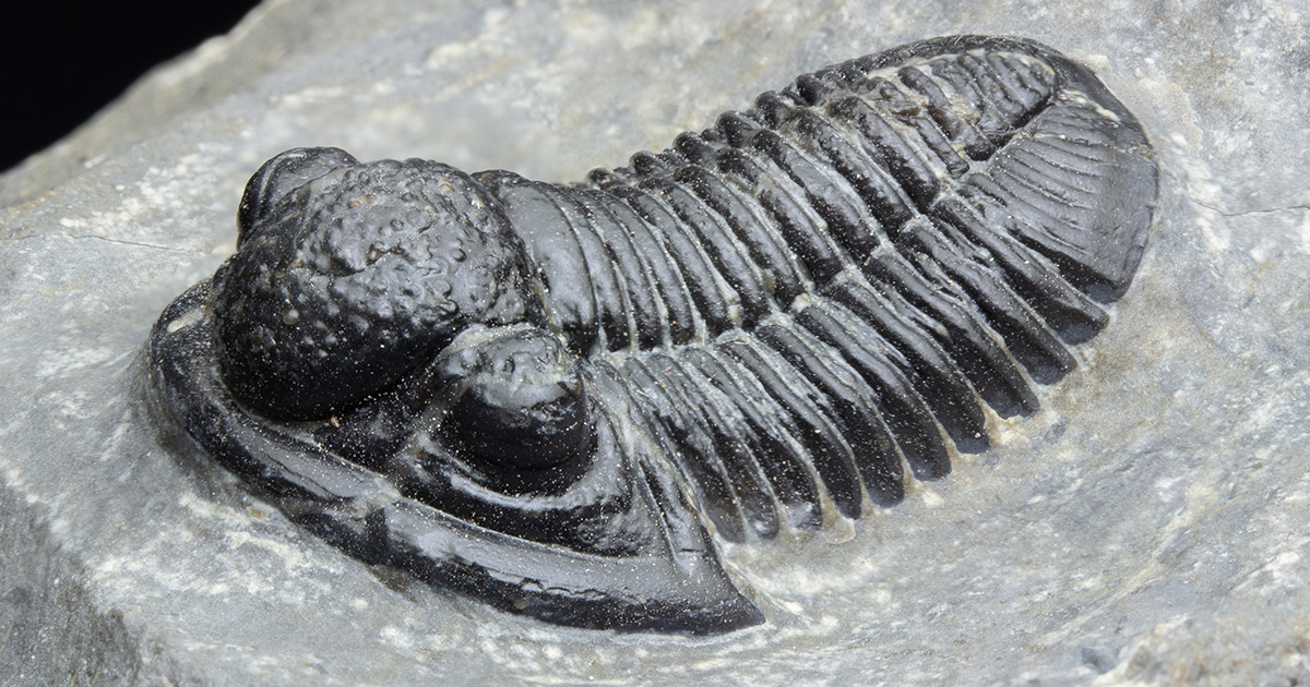 三葉虫モロッコ産⑦ゲラストスGerastos？化石デボン紀 古生代デボン紀