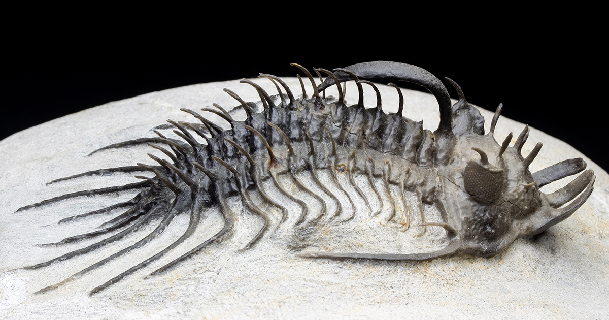 クアドロプスT06｜恐竜・化石グッズの専門店 ふぉっしる