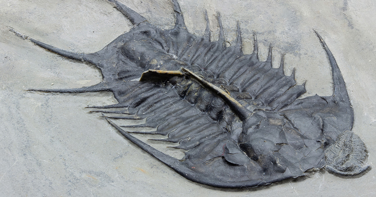 三葉虫 化石 fossil ボリビア産 トライロバイト 三葉虫