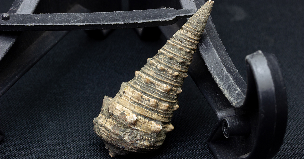 貝の化石 Holopea harpa 本物オルドビス紀