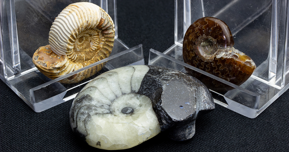 アンモナイト3個セット019｜恐竜・化石グッズの専門店 ふぉっしる