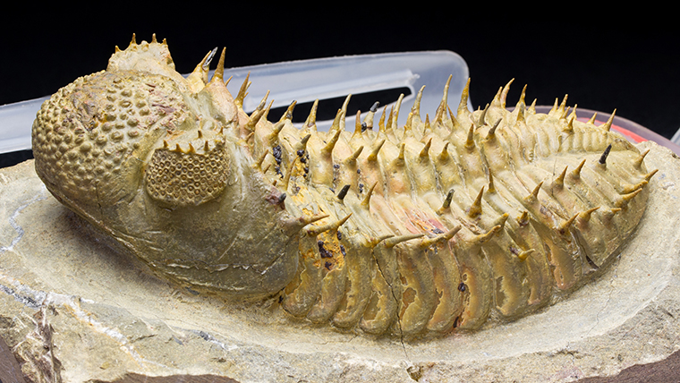 ニレウス アルマジロ [TB70] 三葉虫 化石 ニレウス アルマジロ [TB70