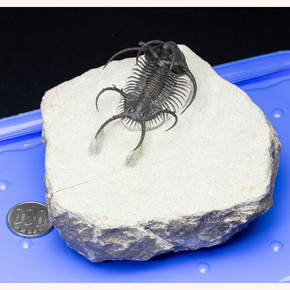 アメリカコロラド 三葉虫化石 三葉虫化石(大型) コロラド産 三葉虫化石