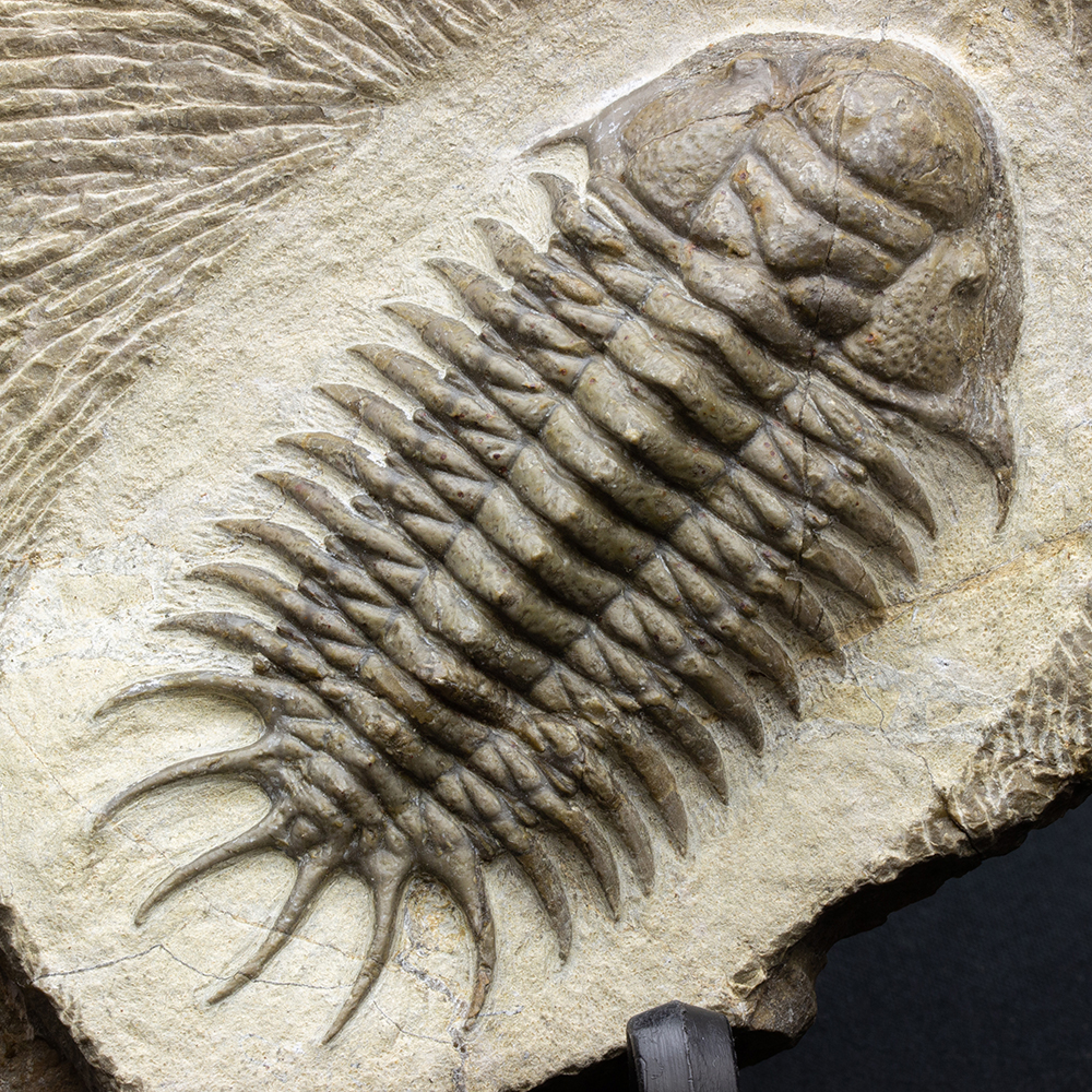 宮城県産三葉虫化石標本 ケイロピゲ 尾部標本 最大級 三葉虫 | 17mm （