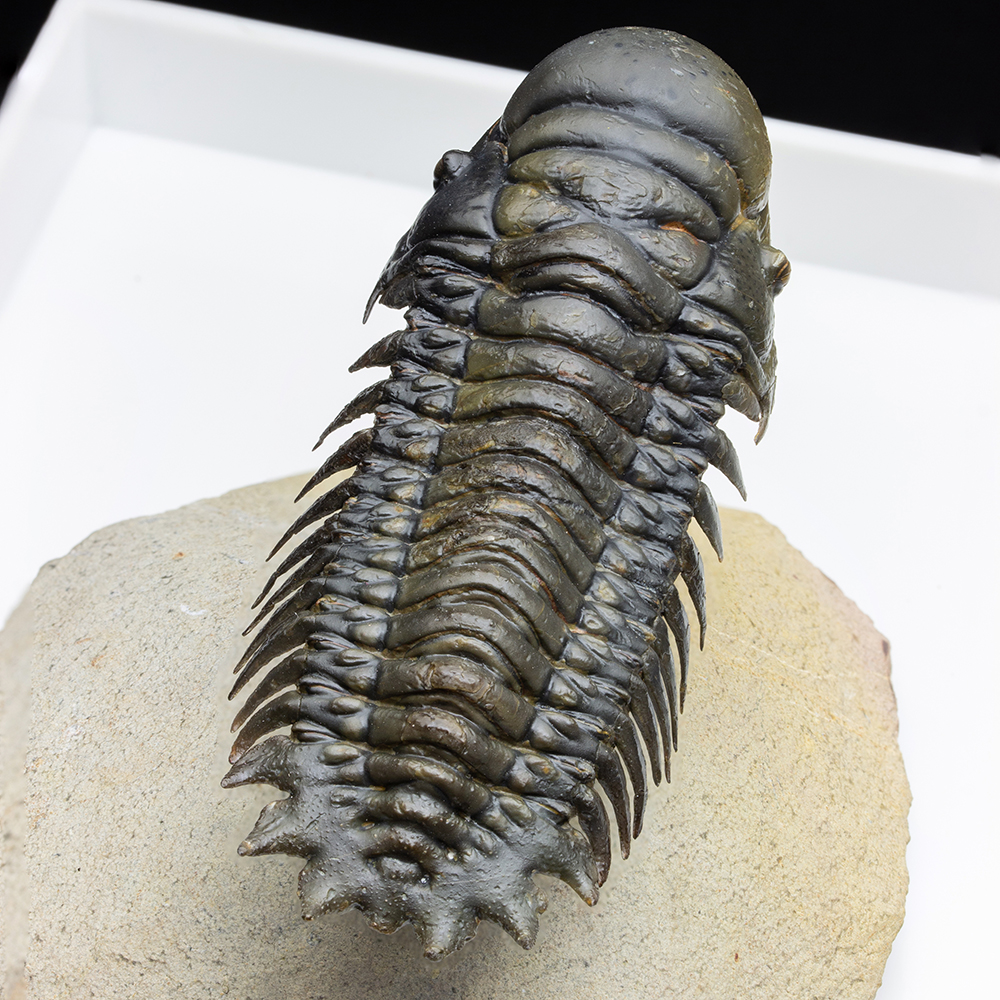 高品位 立体三葉虫 Crotarocephalus.sp