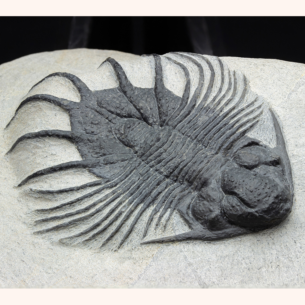 アカンソピゲT14｜恐竜・化石グッズの専門店 ふぉっしる