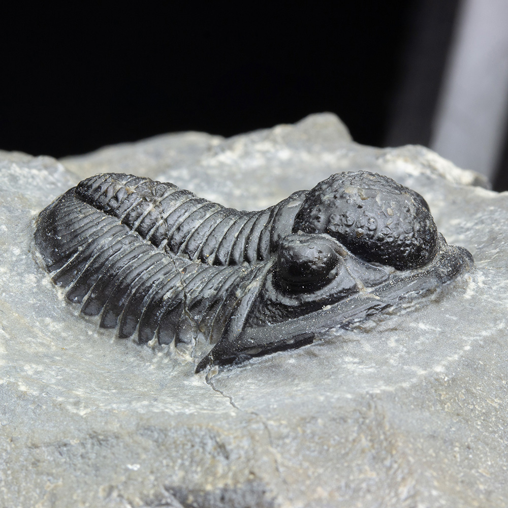 ゲラストスT41｜恐竜・化石グッズの専門店 ふぉっしる