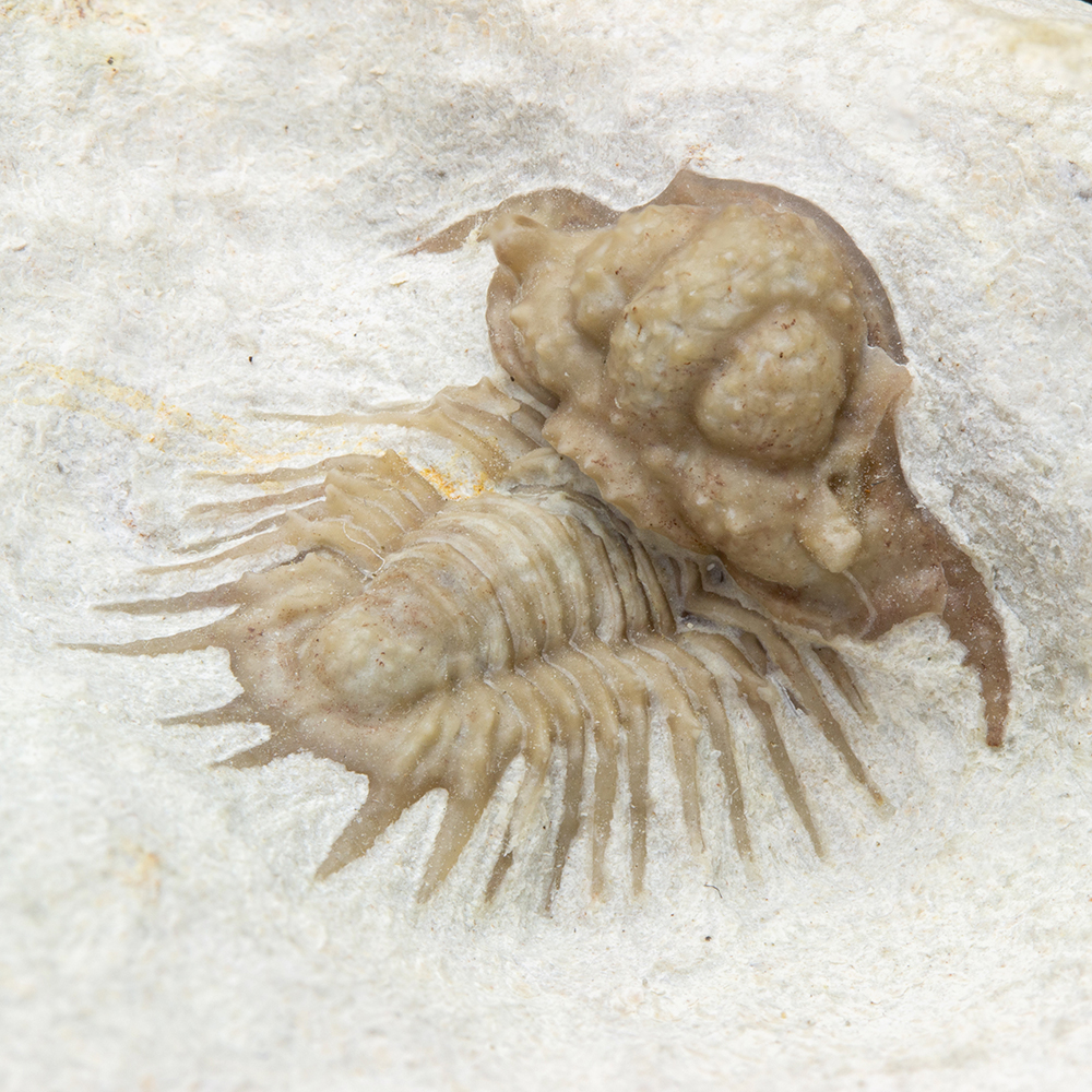 エビの化石 ゾルンフォーフェン産 アントリンポスAntrimpos 【公式通販】