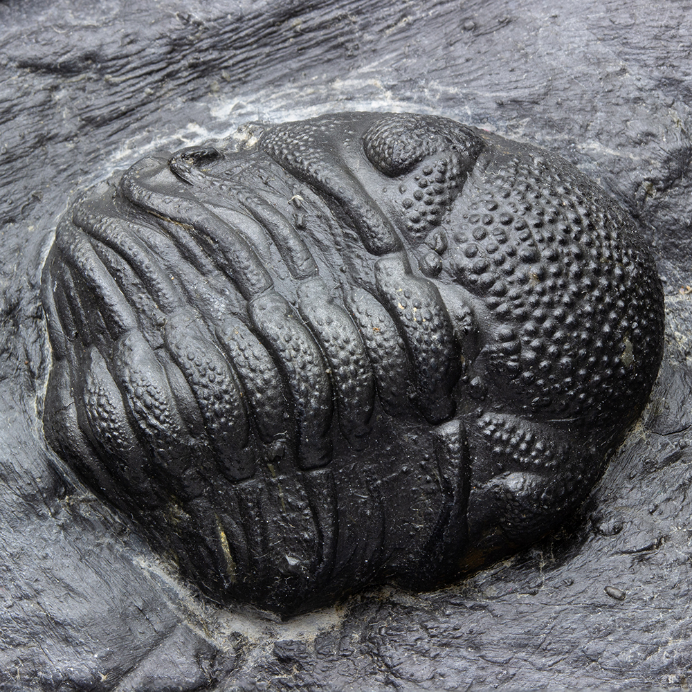 エルドレジオプスT01｜恐竜・化石グッズの専門店 ふぉっしる