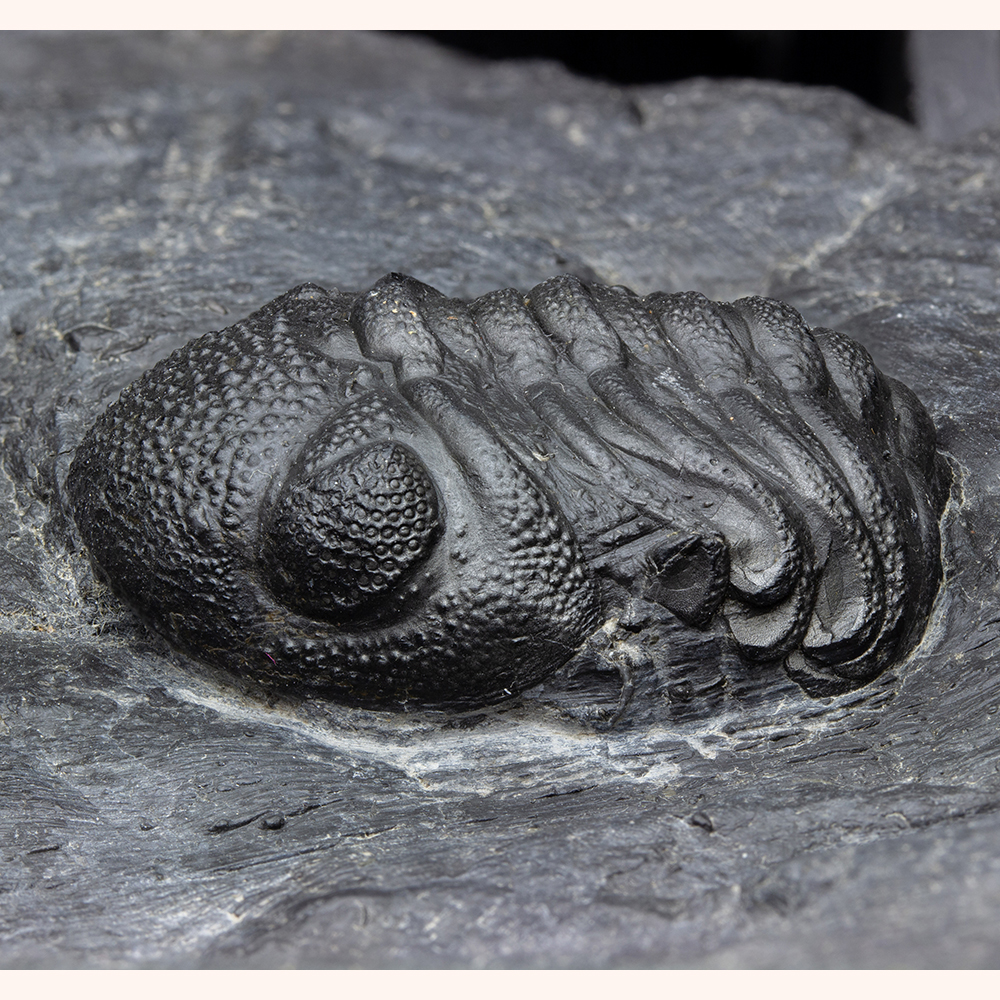 エルドレジオプスT01｜恐竜・化石グッズの専門店 ふぉっしる