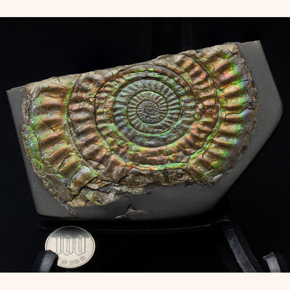 小物1 Caloceras Johnstoni 化石 ジュラ紀