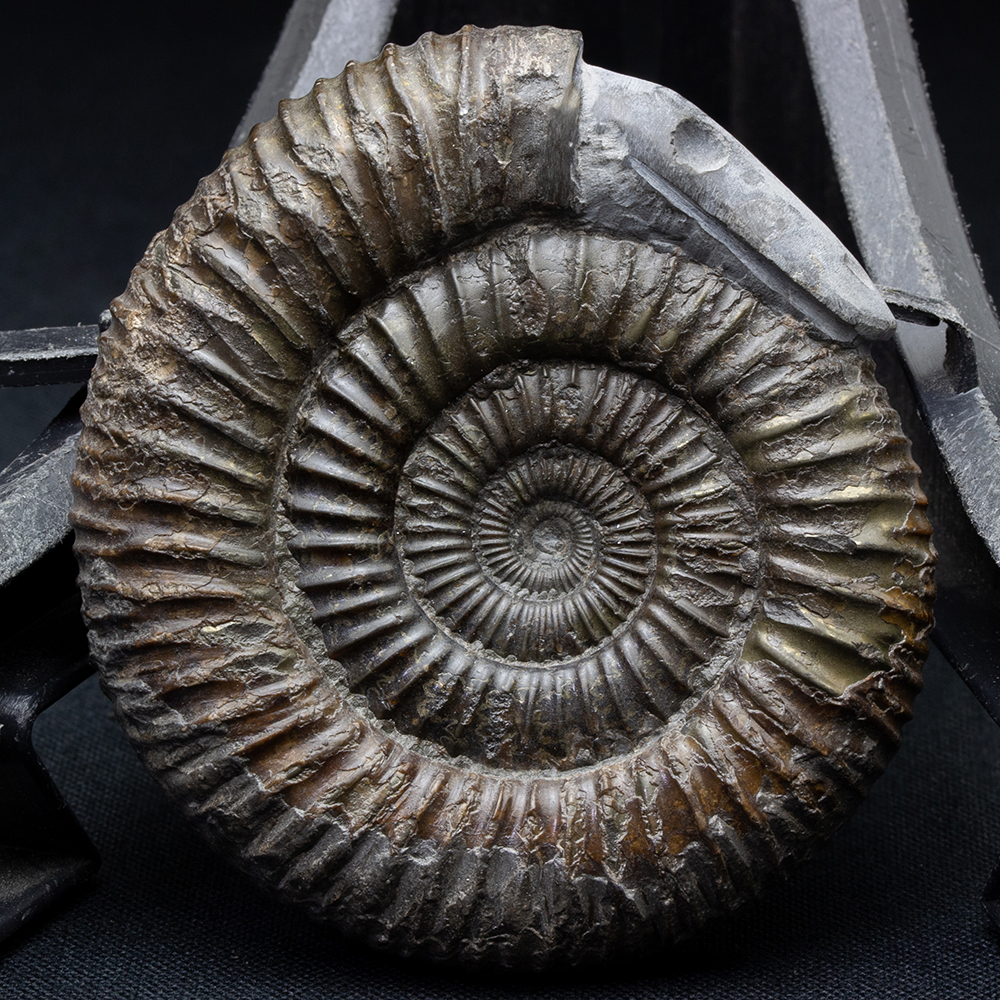 化石 C-25 化石 C-25 化石 C-25 トリックスター / Ninja ZX-25R(21-24)/ZX