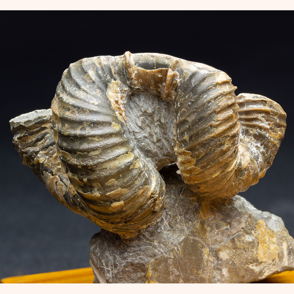 希少 異常巻き アンモナイト 化石 本物 フランス産 250mm fr34