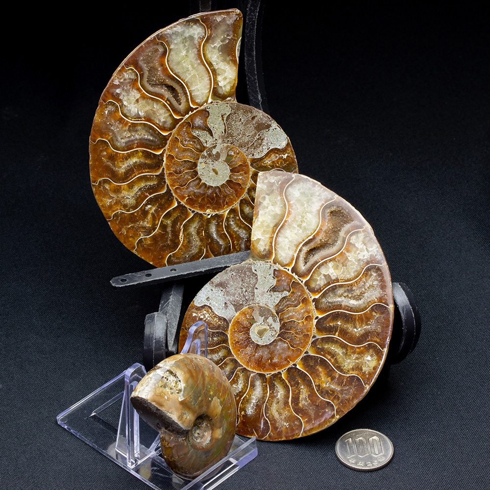 小物1 アンモナイトの化石 Amazon.co.jp: 母岩付き パイライト