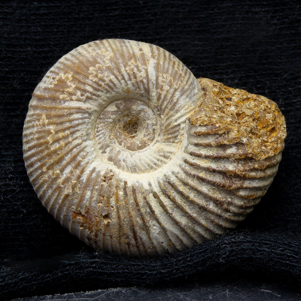 イグアノドンの化石 アンモナイトの化石｜イグアノドンの化石