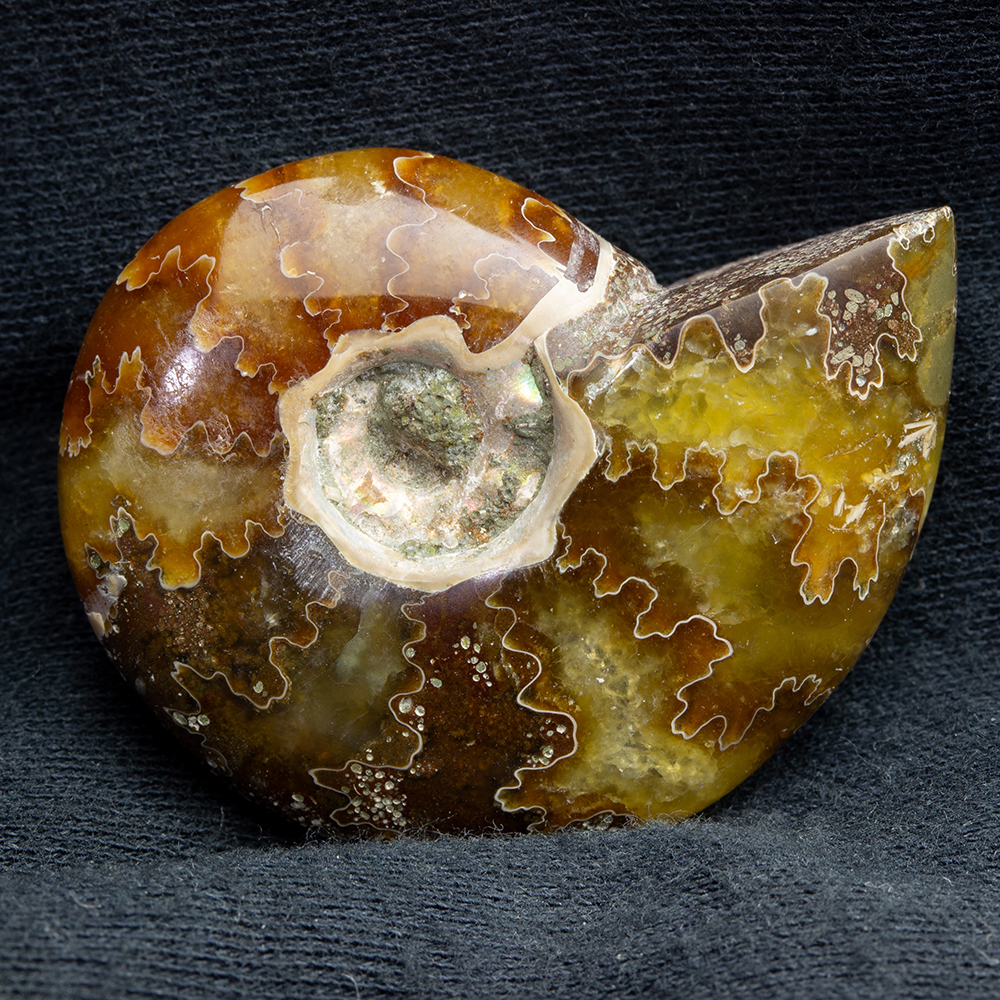 アンモナイト3個セット017｜恐竜・化石グッズの専門店 ふぉっしる