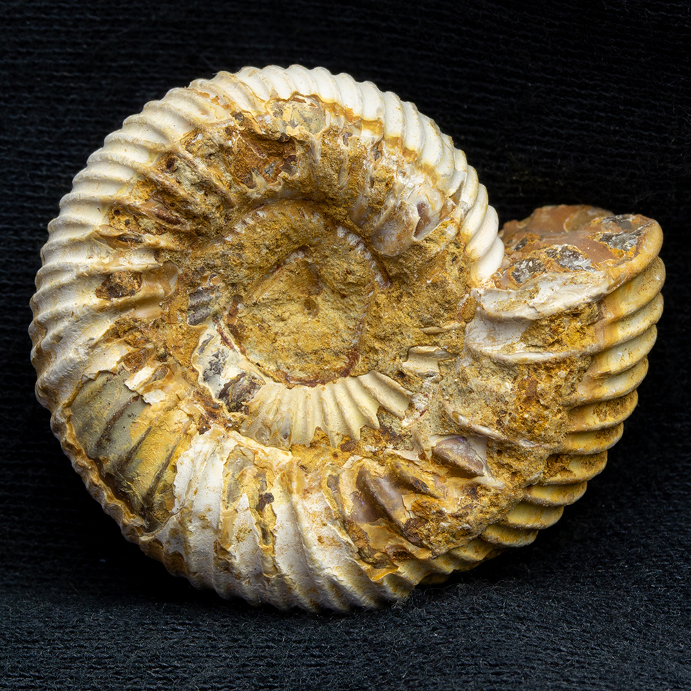 アンモナイト3個セット019｜恐竜・化石グッズの専門店 ふぉっしる