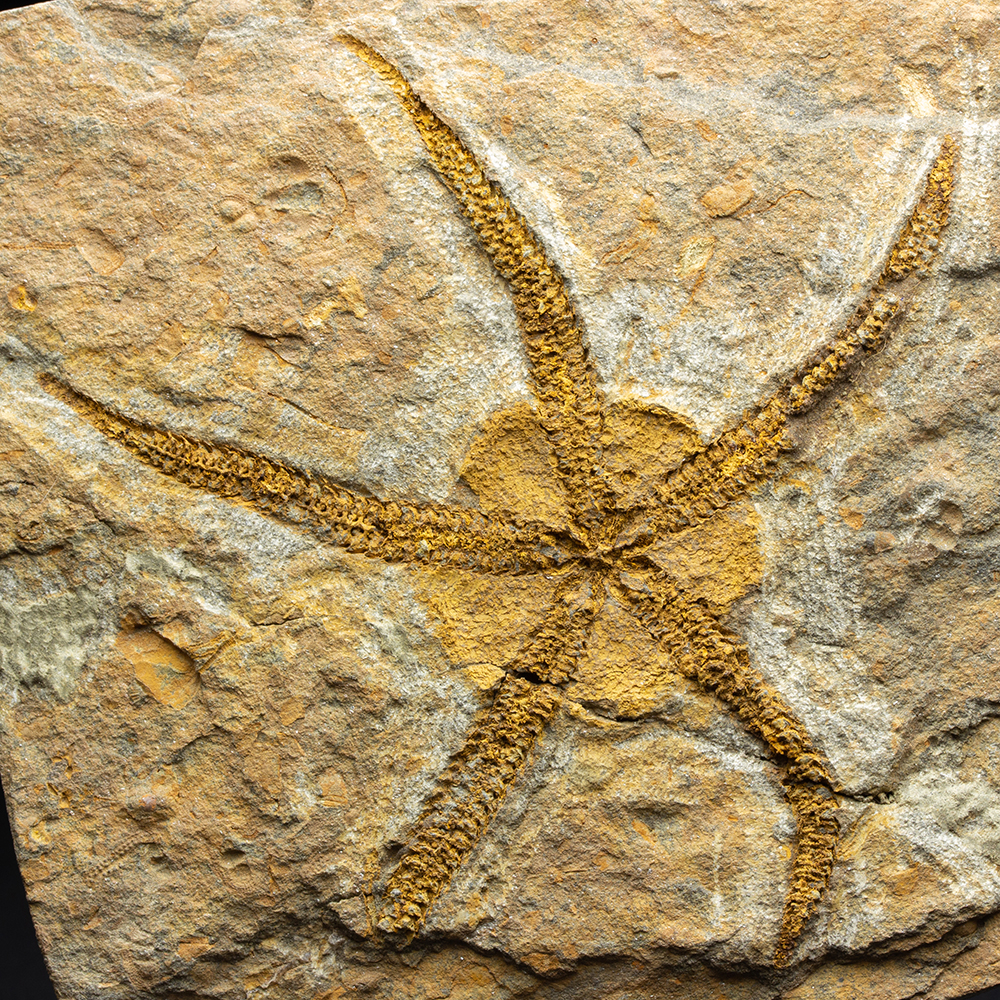 クモヒトデ015｜恐竜・化石グッズの専門店 ふぉっしる