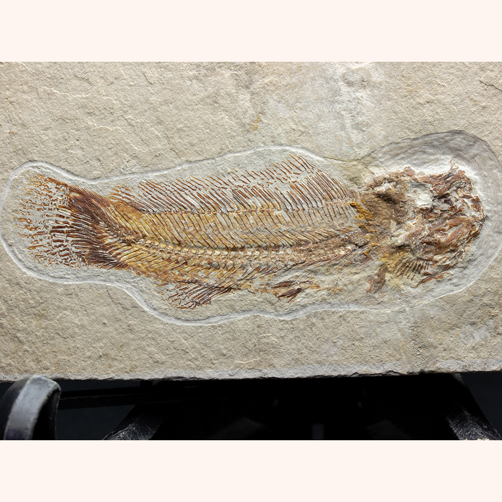 アンティーク Fossil fish 魚の化石 標本 魚の化石