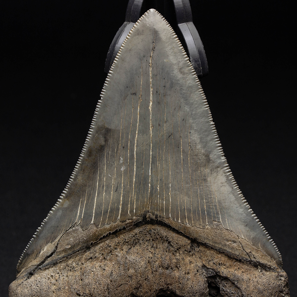 メガロドンの歯化石 【公式通販】