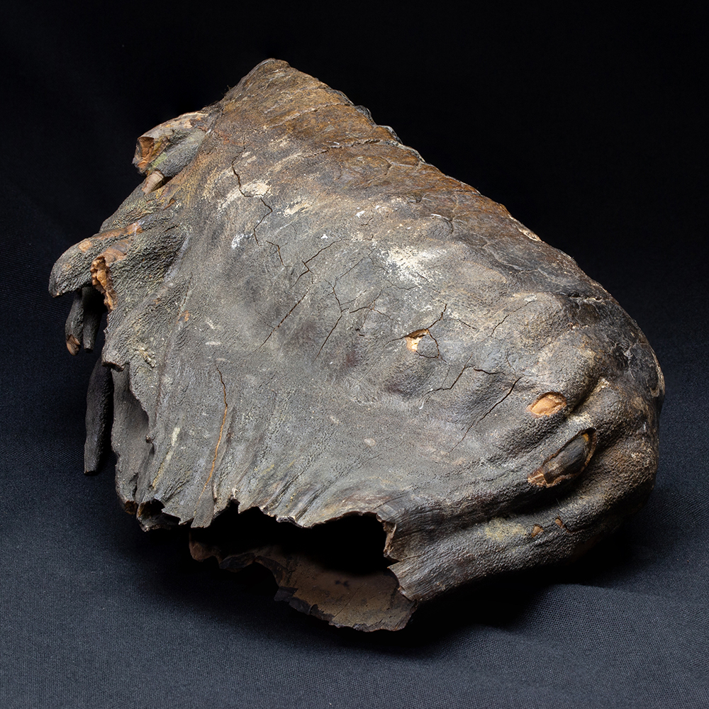 マンモスの歯026｜恐竜・化石グッズの専門店 ふぉっしる