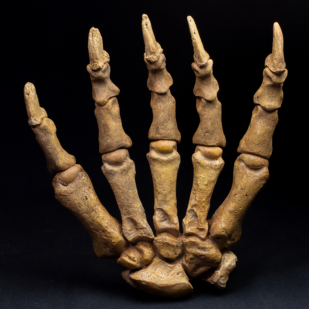 ルーマニア産 ホラアナグマの指骨化石