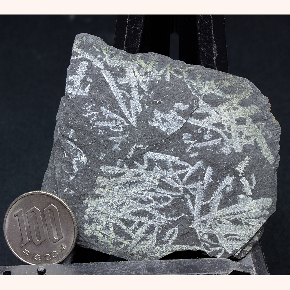 筆石033｜恐竜・化石グッズの専門店 ふぉっしる