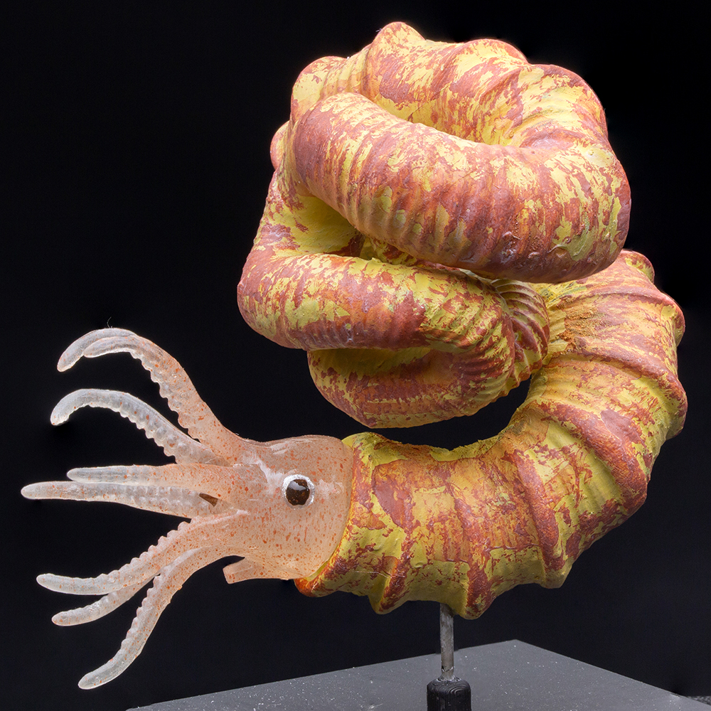 ニッポニテス ミラビリス 芦別上流産 化石 アンモナイト 超希少 良品