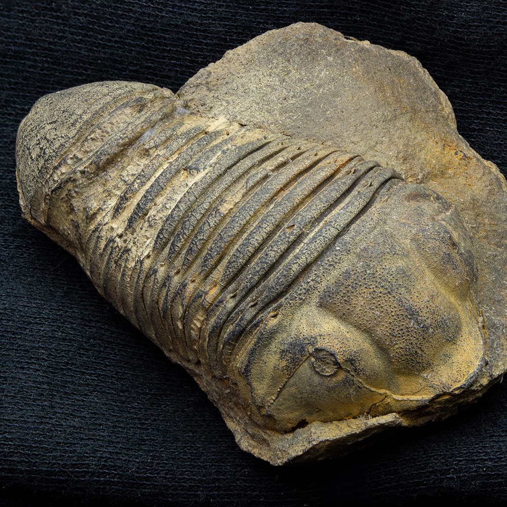 三葉虫 化石 fossil ボリビア産 trilobite 南アメリカ化石郡⑤ 美術品