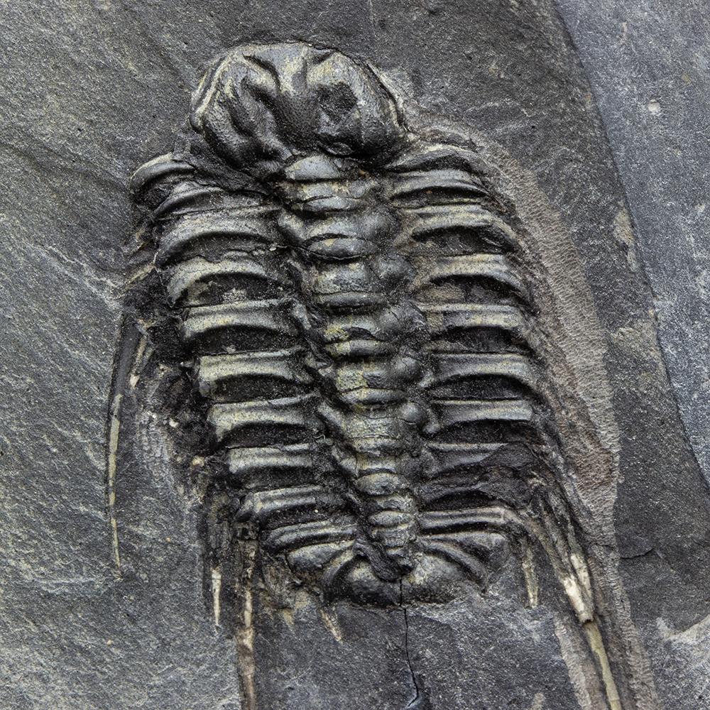 セレノペルティスT18｜恐竜・化石グッズの専門店 ふぉっしる