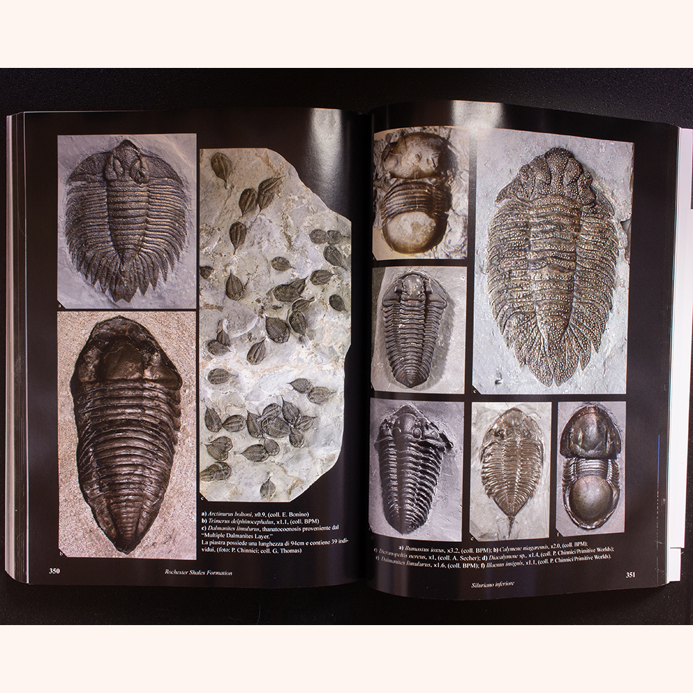 化石 F-2 B-4 D-4 化石 F-2 B-4 D-4 79-83