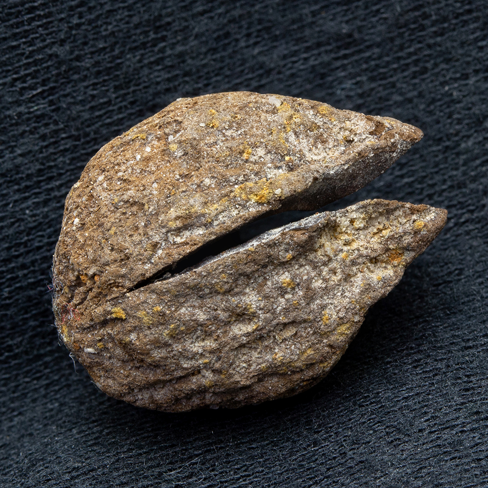 宮沢賢治バタグルミ化石土付き水中保管