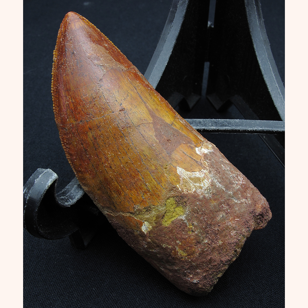 漆黒のカルカロドントサウルスの歯 化石 恐竜 ティラノサウルス 漆黒の