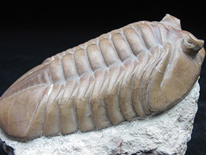 ロシア産三葉虫｜恐竜・化石グッズの専門店 ふぉっしる