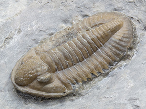 カテゴリ一覧｜恐竜・化石グッズの専門店 ふぉっしる 美品