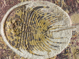 アメリカ産三葉虫｜恐竜・化石グッズの専門店 ふぉっしる