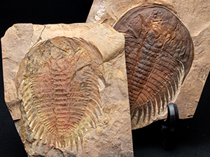 カテゴリ一覧｜恐竜・化石グッズの専門店 ふぉっしる