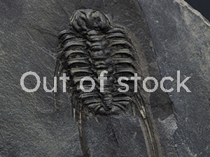 バタグルミ化石 ⑤