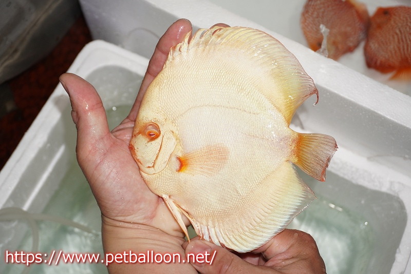 スリップマットパンナム航空砂原良徳中古